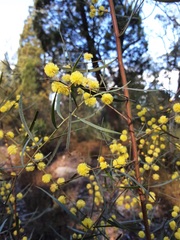 Acacia elongata