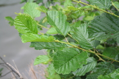 Alnus glutinosa barbata