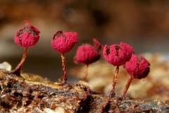 Physarum roseum