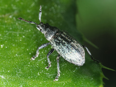 Phyllobius pyri