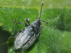 Phyllobius pyri
