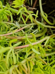 Sedum mexicanum