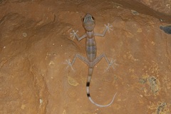 Asaccus platyrhynchus