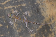 Asaccus platyrhynchus