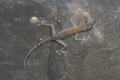 Asaccus platyrhynchus