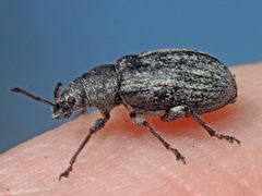 Phyllobius pyri