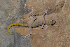 Asaccus platyrhynchus