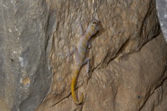 Asaccus platyrhynchus