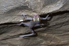 Asaccus platyrhynchus