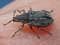 Phyllobius pyri