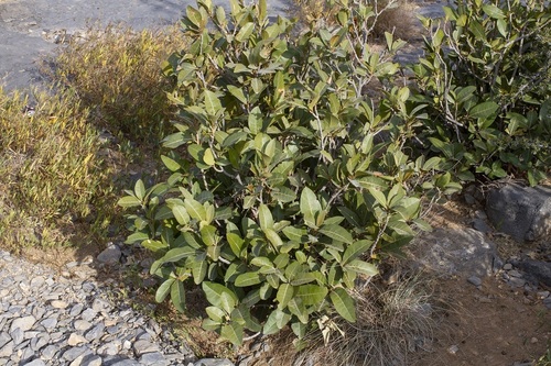 Acridocarpus orientalis (Acridocarpus orientalis)