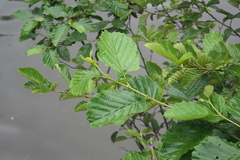 Alnus glutinosa barbata