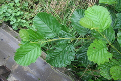 Alnus glutinosa barbata