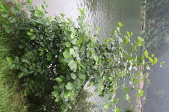 Alnus glutinosa barbata