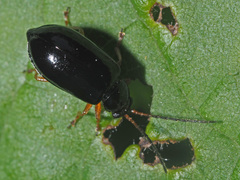 Luperus xanthopoda