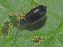 Luperus xanthopoda