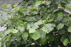 Alnus glutinosa barbata