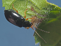 Luperus xanthopoda