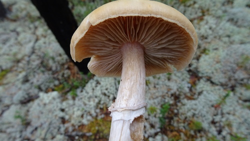 Wrinkled Cortinarius