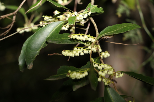 Elaeocarpus obovatus (Elaeocarpus obovatus)