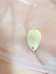 Durrantia piperatella