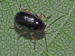 Cryptocephalus ocellatus