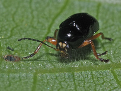 Cryptocephalus ocellatus