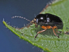 Cryptocephalus ocellatus