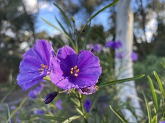 Solanum linearifolium