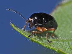Cryptocephalus ocellatus