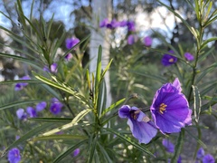 Solanum linearifolium