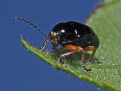 Cryptocephalus ocellatus