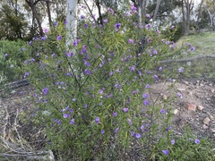 Solanum linearifolium
