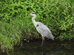 Ardea cinerea