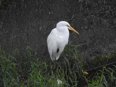 Ardea alba