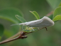 Euceratia castella
