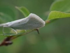 Euceratia castella