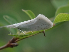 Euceratia castella