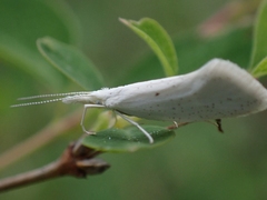 Euceratia castella
