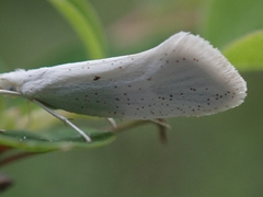 Euceratia castella