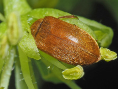 Byturus tomentosus