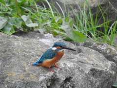 Alcedo atthis
