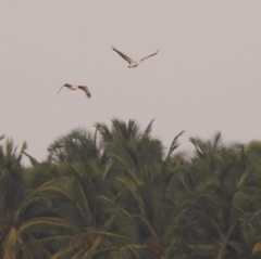 Pelecanus philippensis