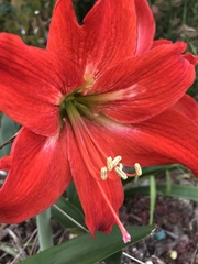Hippeastrum