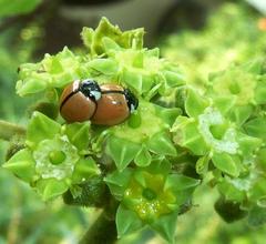 Cheilomenes propinqua