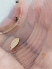 Durrantia piperatella