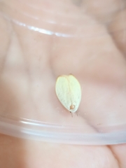 Durrantia piperatella