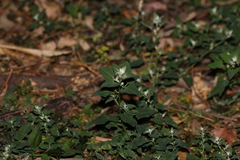 Chenopodium trigonon stellulatum