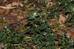 Chenopodium trigonon stellulatum