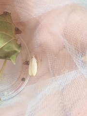 Durrantia piperatella